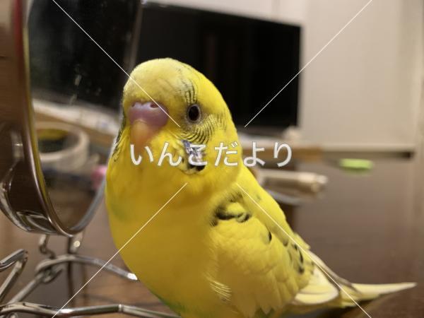 迷い鳥の写真