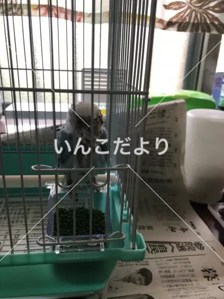 保護鳥の写真
