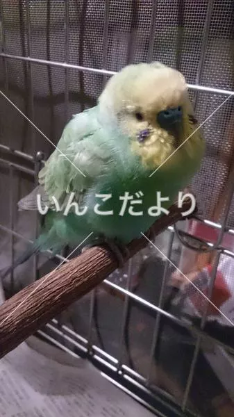 保護鳥の写真