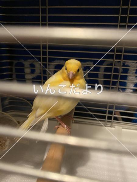 保護鳥の写真