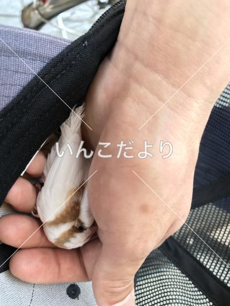 保護鳥の写真