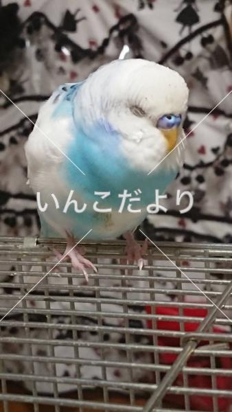 保護鳥の写真