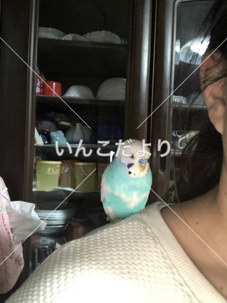 迷い鳥の写真