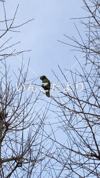 保護鳥の写真