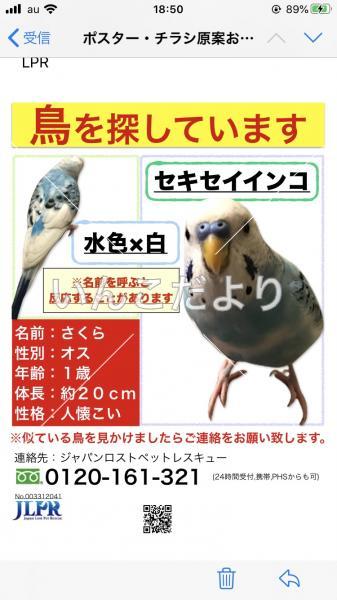 迷い鳥の写真