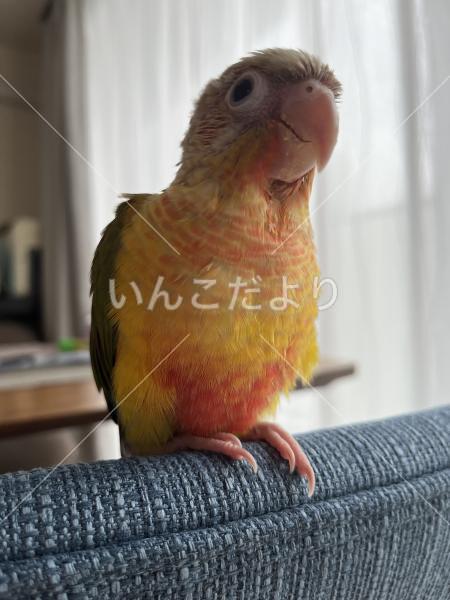 迷い鳥の写真