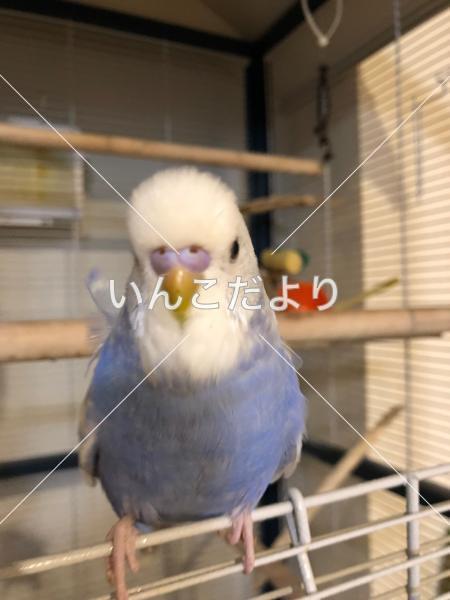 迷い鳥の写真