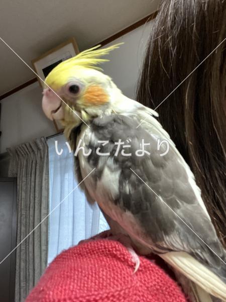 迷い鳥の写真
