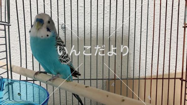 保護鳥の写真