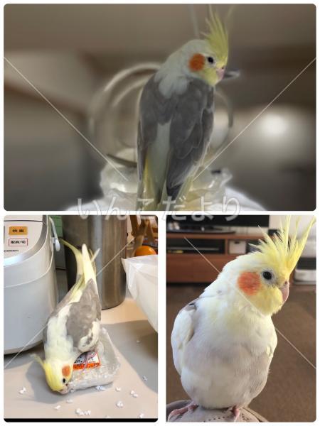 迷い鳥の写真
