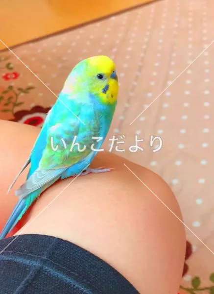 迷い鳥の写真