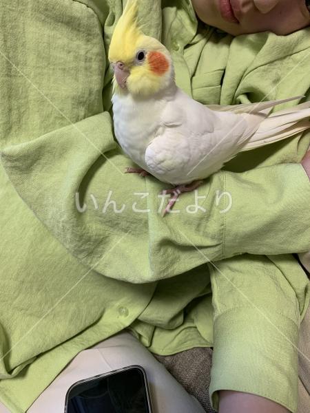 迷い鳥の写真