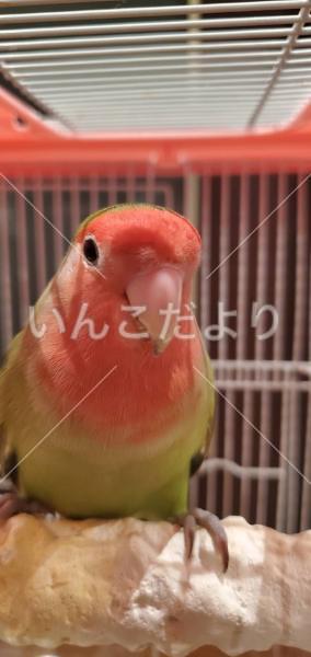 保護鳥の写真
