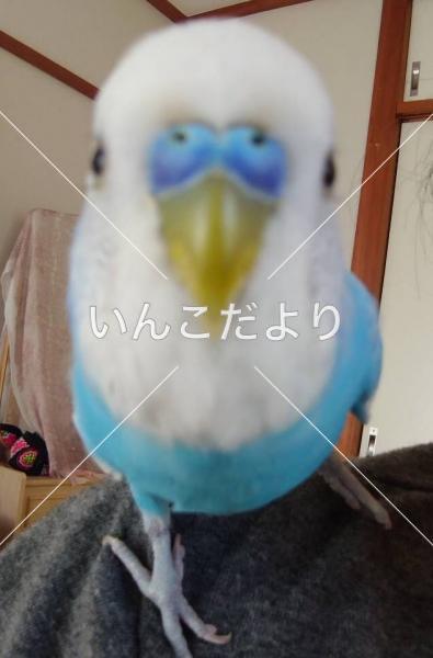 迷い鳥の写真