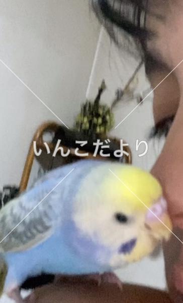 迷い鳥の写真