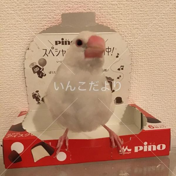 迷い鳥の写真