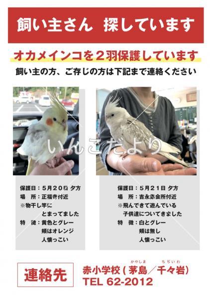 保護鳥の写真