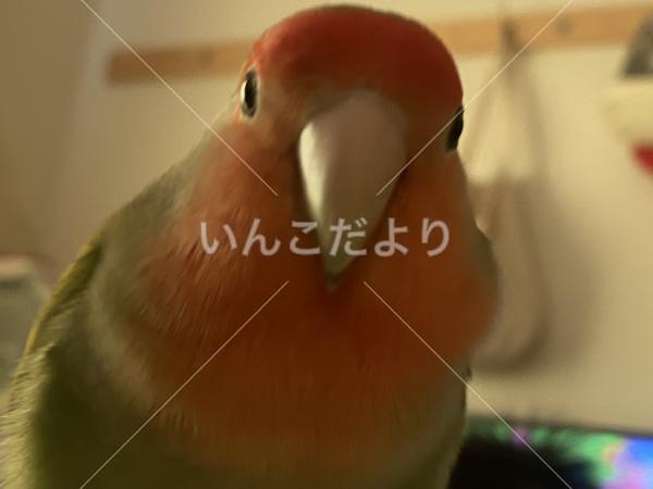 迷い鳥の写真