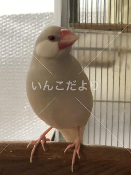 迷い鳥の写真