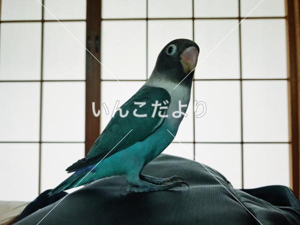 迷い鳥の写真