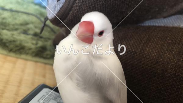 迷い鳥の写真