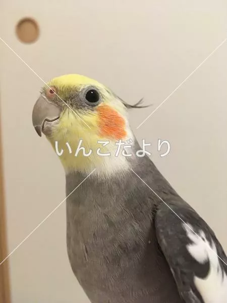 迷い鳥の写真