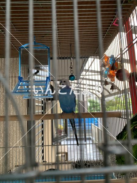 迷い鳥の写真