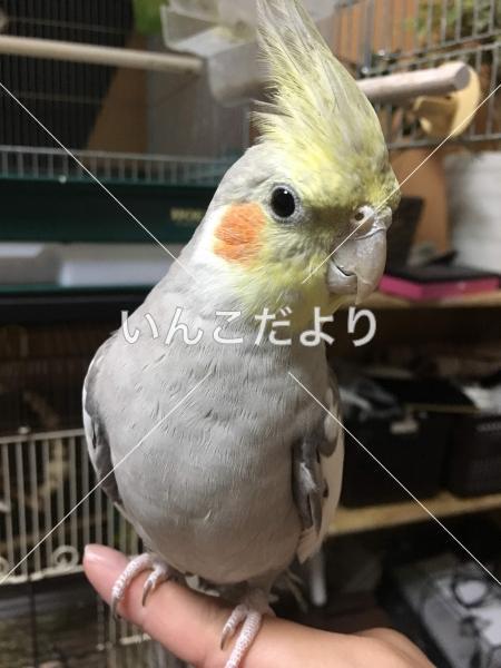 迷い鳥の写真