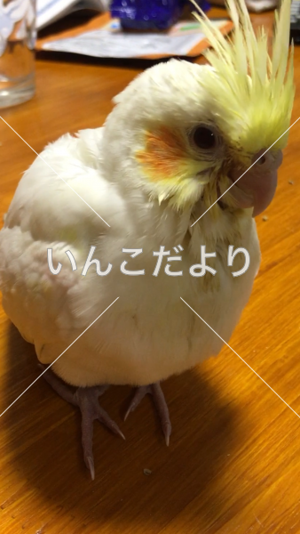 迷い鳥の写真