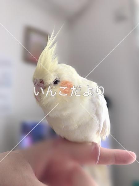 迷い鳥の写真