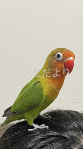 迷い鳥の写真
