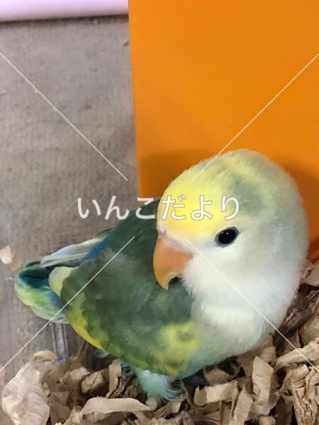 迷い鳥の写真