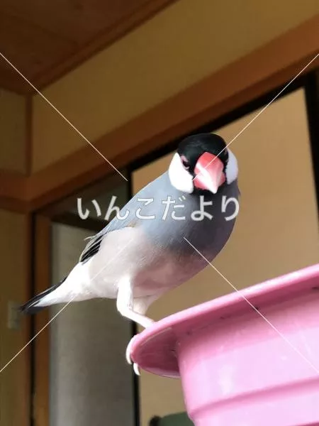 迷い鳥の写真