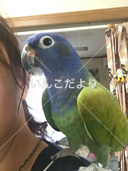迷い鳥の写真