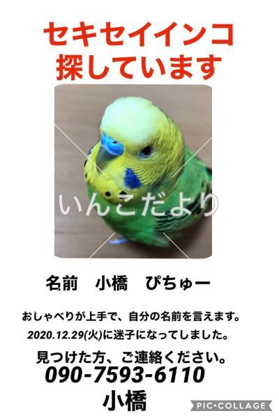 迷い鳥の写真