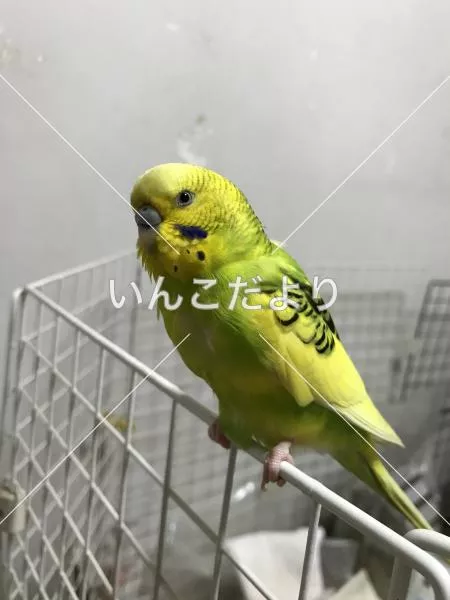 保護鳥の写真