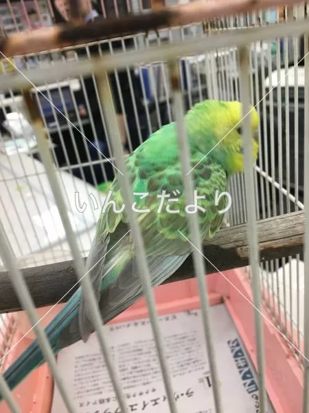 保護鳥の写真