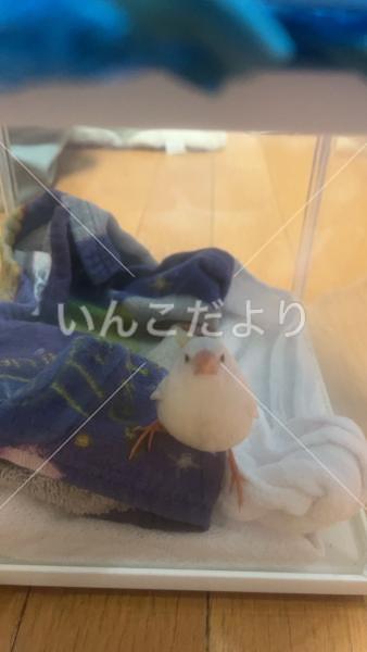 保護鳥の写真