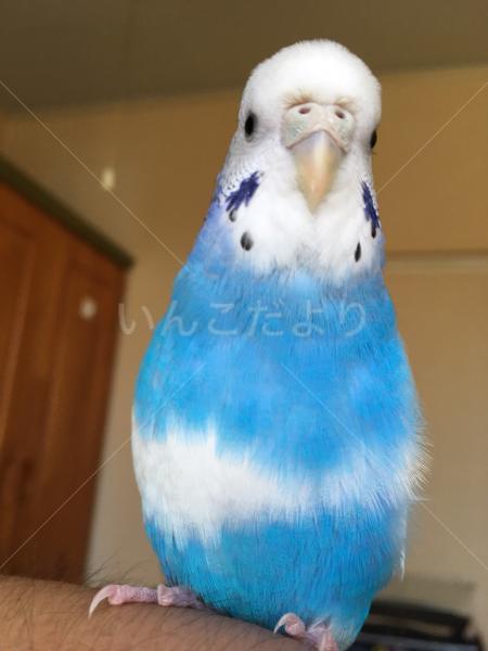迷い鳥の写真