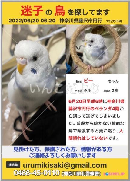 迷い鳥の写真