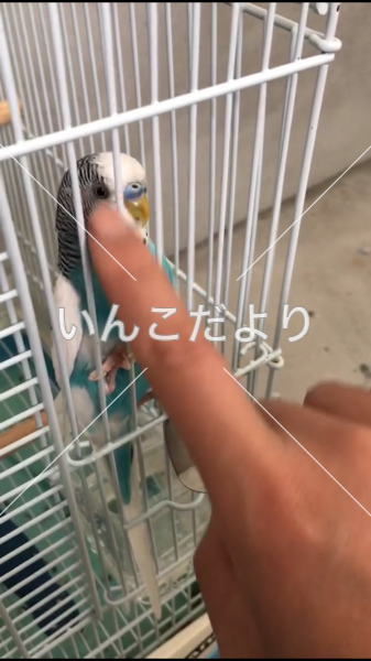 迷い鳥の写真