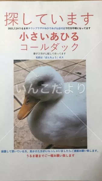 迷い鳥の写真