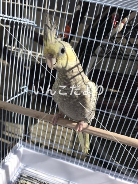 迷い鳥の写真
