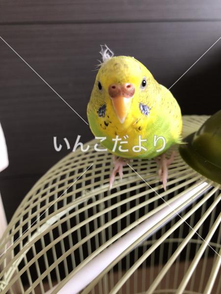 迷い鳥の写真