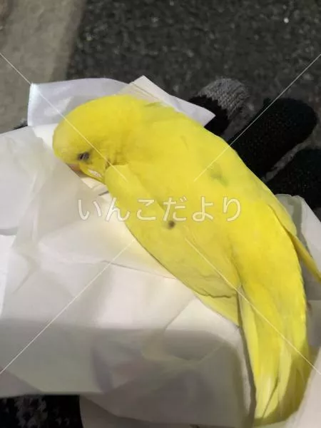 保護鳥の写真
