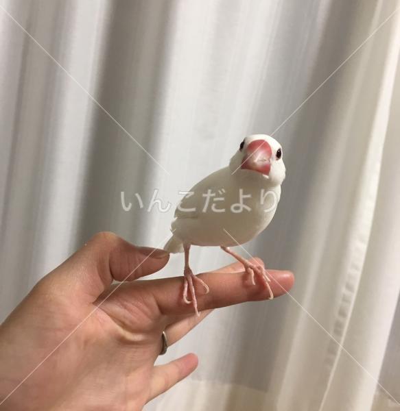 迷い鳥の写真