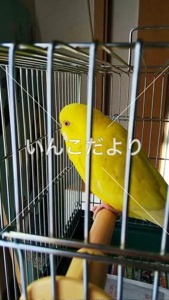 保護鳥の写真