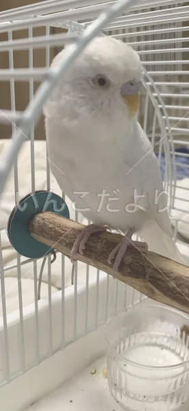 保護鳥の写真