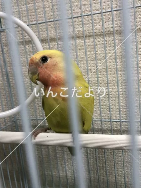 保護鳥の写真