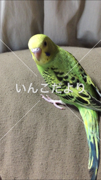 迷い鳥の写真